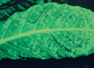 Tobacco Mosaic Virus: Symptoms, transmission and management