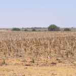 Drought depletes farmers’ cash flow in Northern Cape