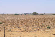 Drought depletes farmers’ cash flow in Northern Cape Drought depletes farmers’ cash flow in Northern Cape