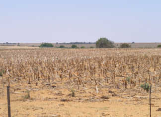 Drought depletes farmers’ cash flow in Northern Cape