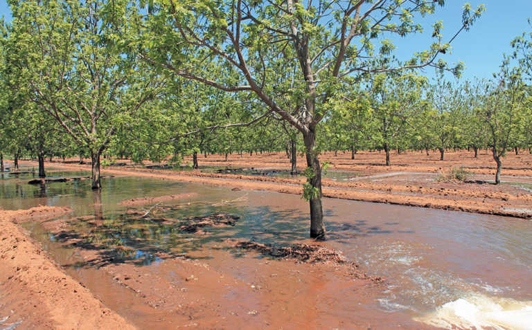 Growing pecan nuts: cultivars, soil prep & planting Growing pecan nuts: cultivars, soil prep & planting