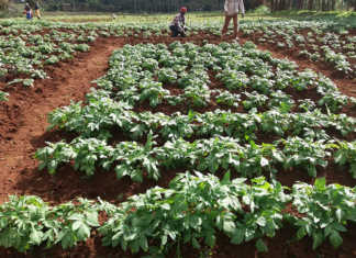 British potatoes put roots down in Africa British potatoes put roots down in Africa