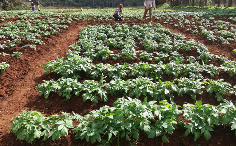 British potatoes put roots down in Africa British potatoes put roots down in Africa