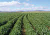 SA farmers must consider soya bean production SA farmers must consider soya bean production