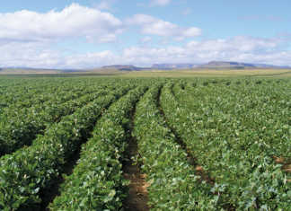 SA farmers must consider soya bean production