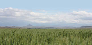 Geneticists confirm African farmers’ expertise at selecting wheat