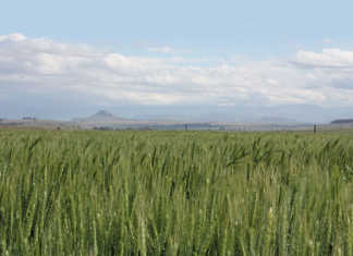 Geneticists confirm farmers’ expertise at selecting wheat Geneticists confirm African farmers’ expertise at selecting wheat