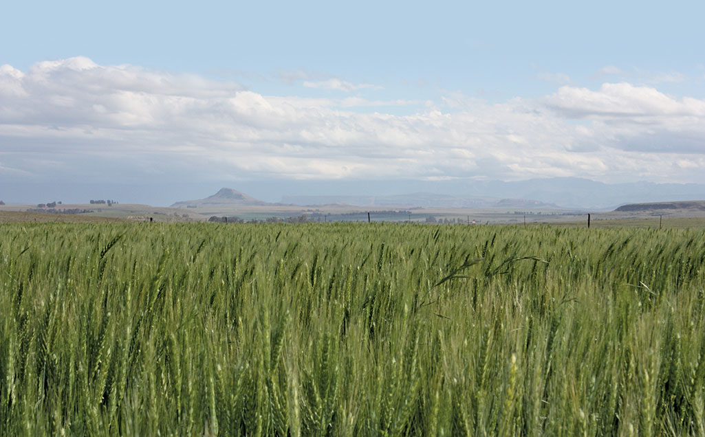 Geneticists confirm African farmers’ expertise at selecting wheat