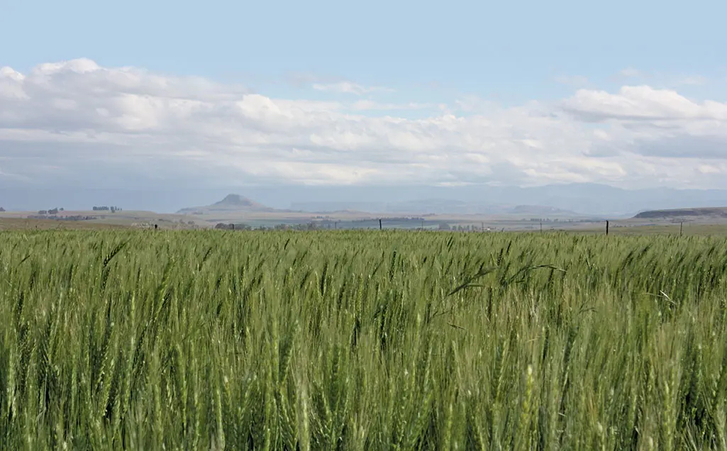 Geneticists confirm African farmers’ expertise at selecting wheat