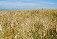 Wheat farmers urged to scout for fall armyworm