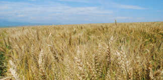Wheat farmers urged to scout for fall armyworm