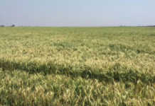 Questions raised over duty-free wheat imports