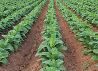 Zimbabwe looks to energy-efficient tobacco-curing method Zimbabwe looks to energy-efficient tobacco-curing method