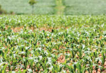 Trends in Africa affecting agriculture