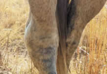 Dealing with hock problems