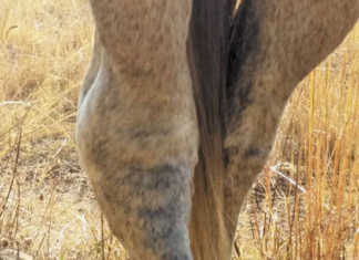 Dealing with hock problems