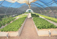 Aquaponics: ‘economy of scale is the key’