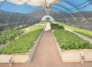 Aquaponics: ‘economy of scale is the key’