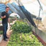 Aquaponics: ‘economy of scale is the key’