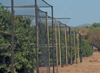Using bats and birds to control macadamia crop pests