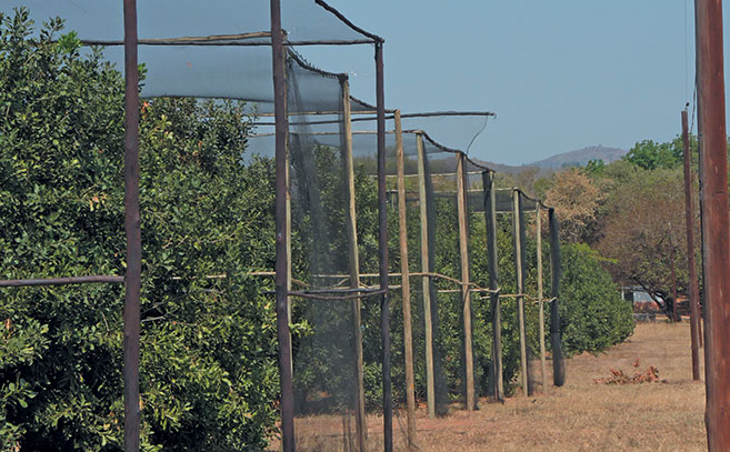 Using bats and birds to control macadamia crop pests Using bats and birds to control macadamia crop pests
