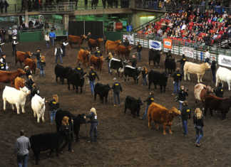 Farmfair International (FFI)