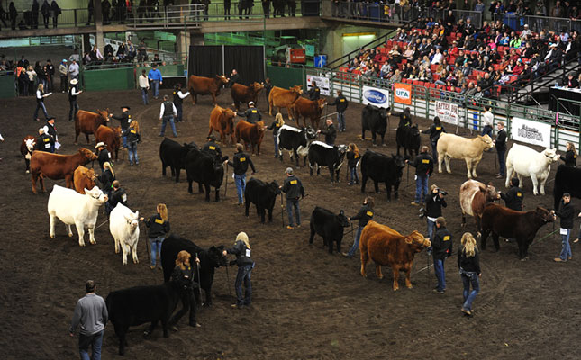 International beef cattle show could benefit SA farmers International beef cattle show could benefit SA farmers