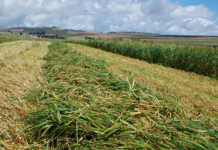 SA’s top ranking in African food trade not assured