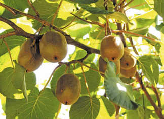 Grabbing hold of the golden kiwifruit export market