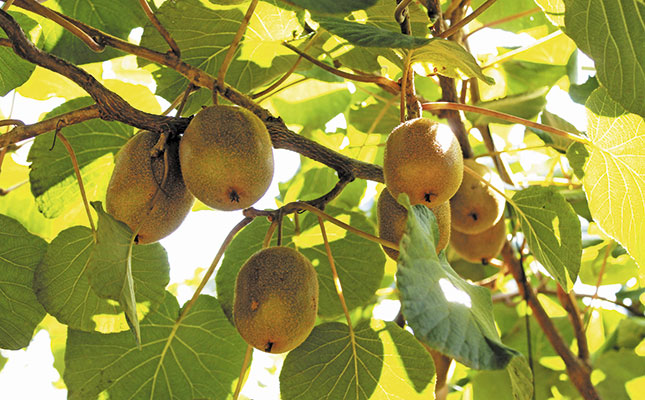 Grabbing hold of the golden kiwifruit export market Grabbing hold of the golden kiwifruit export market