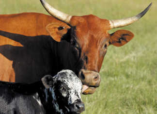 How to effectively wean beef cattle calves