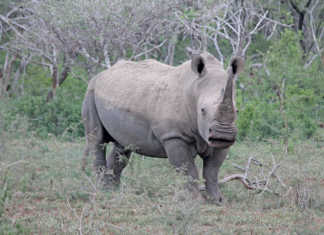 Rhino horn auction may be delayed