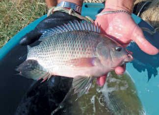 Lowveld fish farming: an indisputable investment