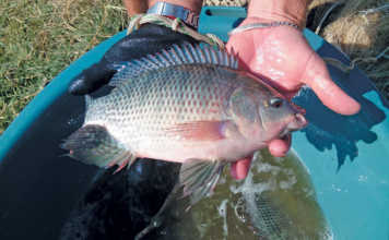Lowveld fish farming: an indisputable investment