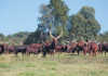 Ankole Longhorn: Cyril Ramaphosa’s passion and pride
