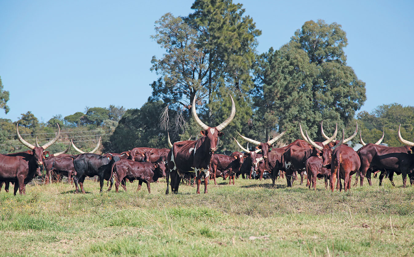 Ankole Longhorn: Cyril Ramaphosa’s passion and pride