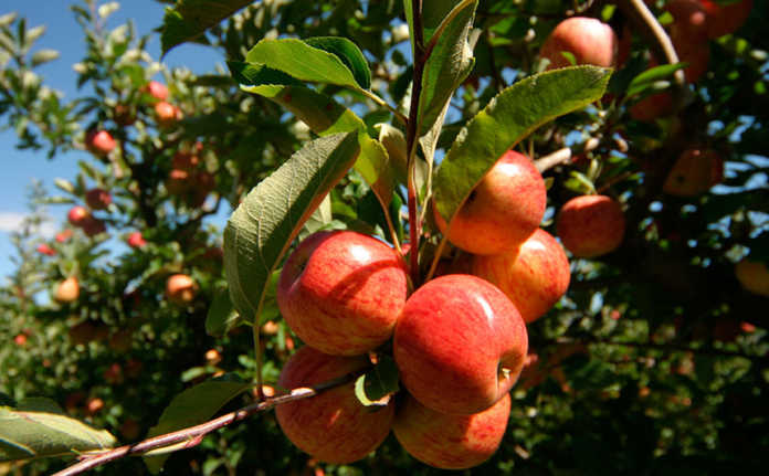 What growing up on a farm taught me