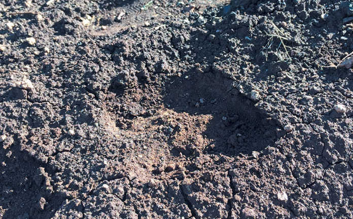 Following the spoor: What to look for