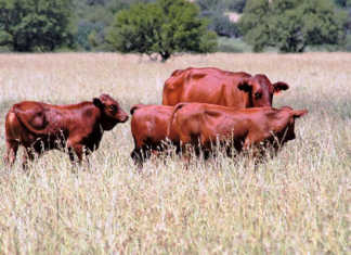 Huge line-up for Aldam Stockmanschool 2017