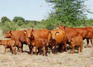 Eastern Cape beef production needs improvement Eastern Cape beef production needs improvement