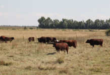 Growing antibiotic resistance an urgent problem