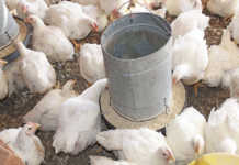 Bird flu reaches 24 outbreaks in SA