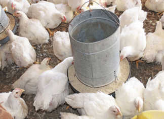 Bird flu reaches 24 outbreaks in SA