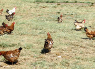 DAFF confirms 16 avian influenza cases across SA