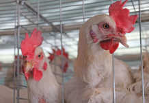 SAPA wants compensation for ‘bird flu’ farms SAPA wants compensation for ‘bird flu’ farms