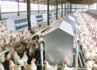 Avian influenza outbreak at RCL Foods