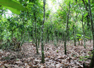 Agribusiness training to boost fertiliser use in West Africa Agribusiness training to boost fertiliser use in West Africa