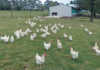 Quality and service secures free-range market Quality and service secures free-range market