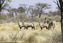 Economic & ecological benefits of hunting in Namibia