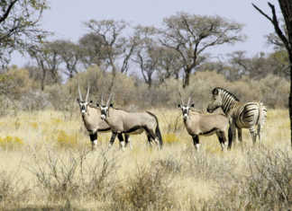 Economic & ecological benefits of hunting in Namibia